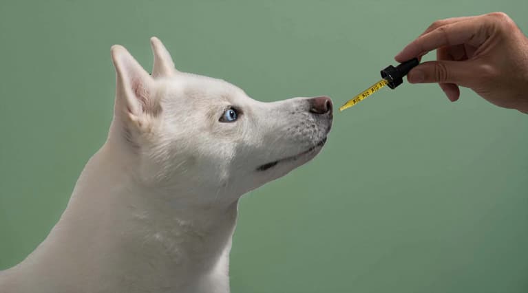 Discovering the Benefits of CBD for Furry Friends