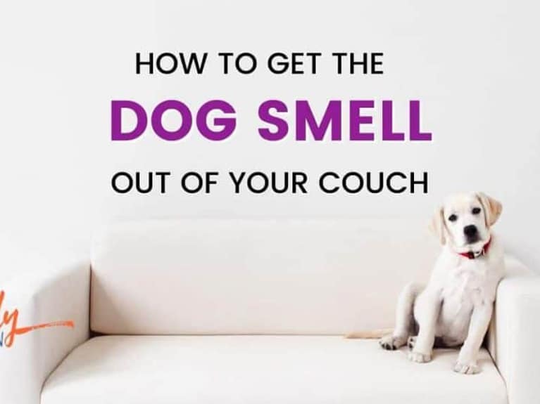 How To Get Dog Smell Out Of Leather Couch?